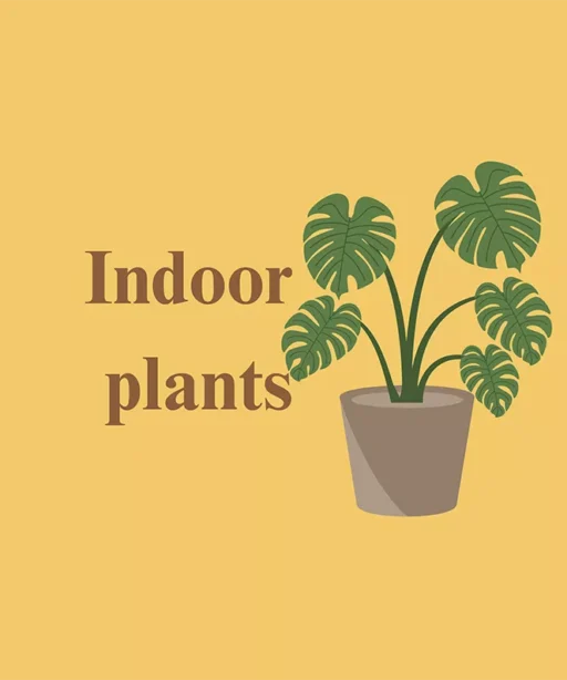 Indoor Plants