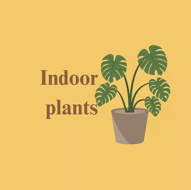 Indoor Plants