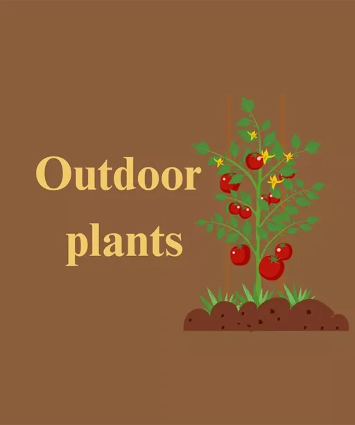 Outdoor Plants