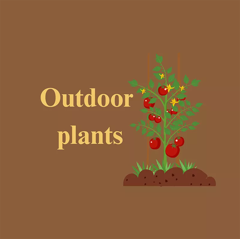Outdoor Plants