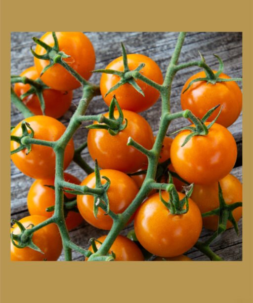 Sunsugar F1 بذور طماط