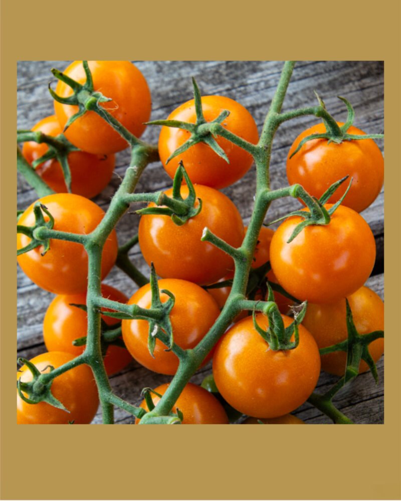 Sunsugar F1 بذور طماط