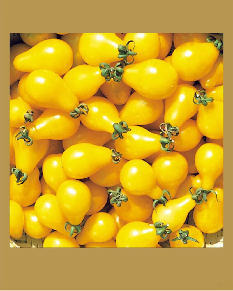 Beam's Yellow Pear بذور طماط