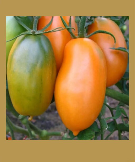 Golden koenigsberg بذور طماط