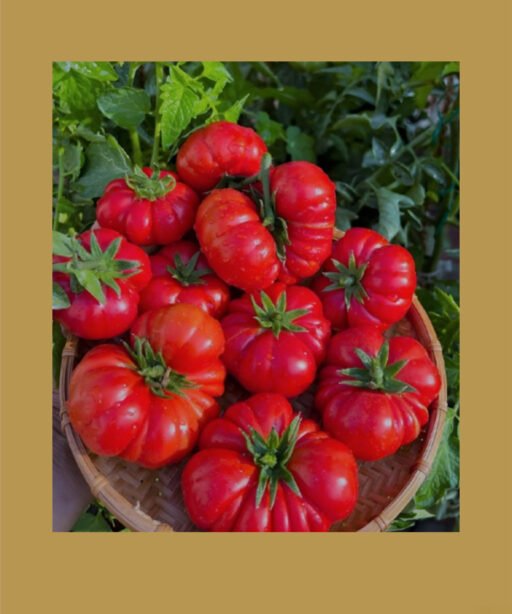 Costoluto Fiorentino بذور طماط