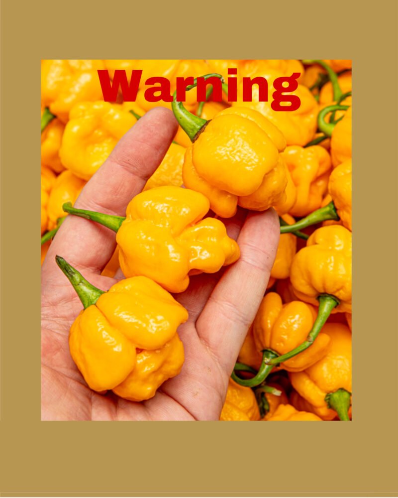Moruga Yellow بذور فلفل حار 🌶️🌶️🌶️🌶️