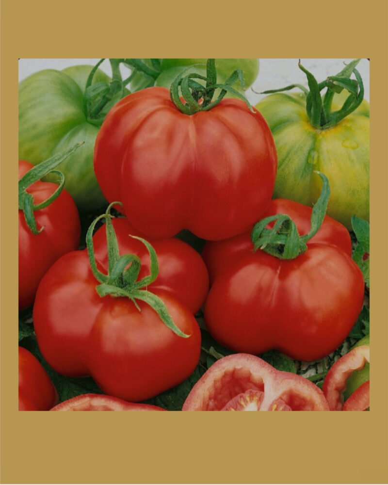 Organic Red Stuffer Heirloom بذور طماط