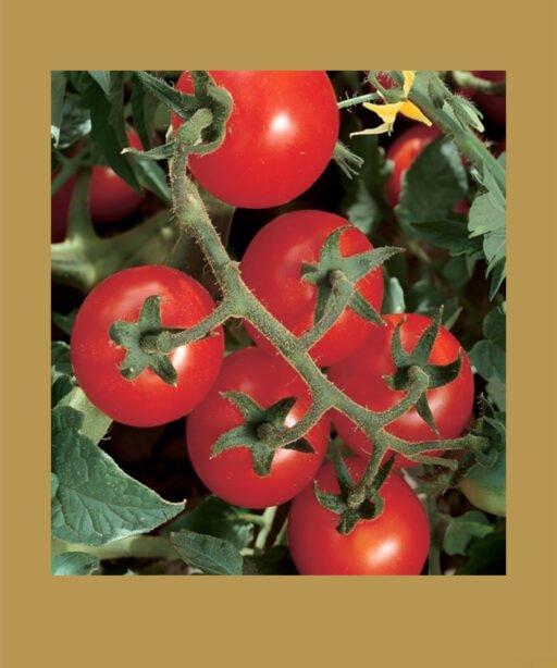 CherryTomato Red بذور طماط