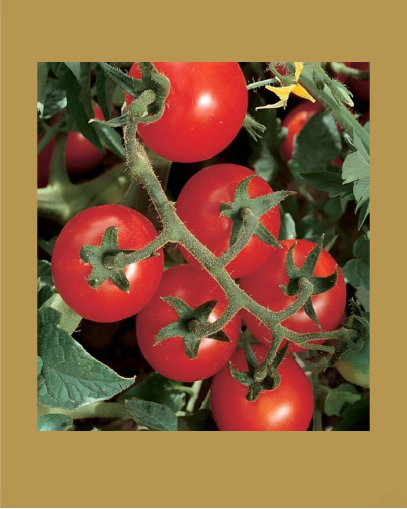CherryTomato Red بذور طماط