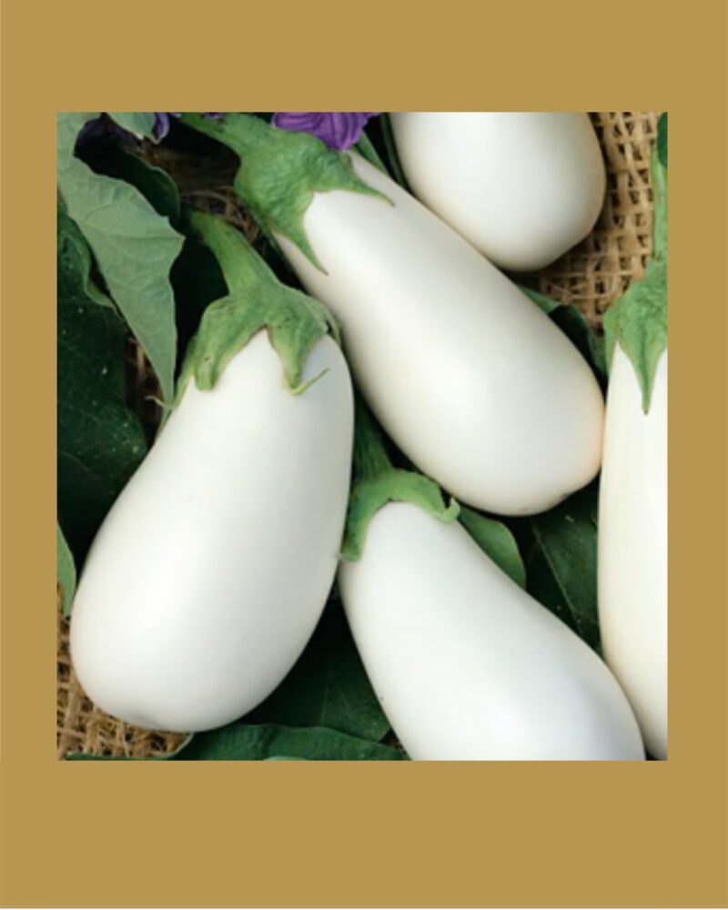 White star بذور باذنجان
