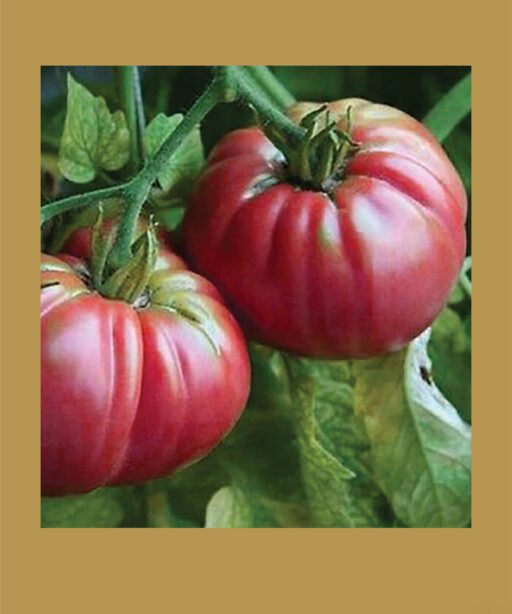 Giant Belgian Pink Heirloom بذور طماط