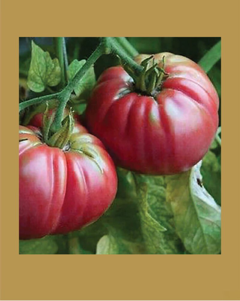 Giant Belgian Pink Heirloom بذور طماط