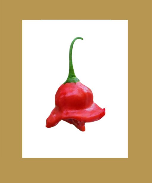 Bishop Crown بذور فلفل حار 🌶️🌶️🌶️