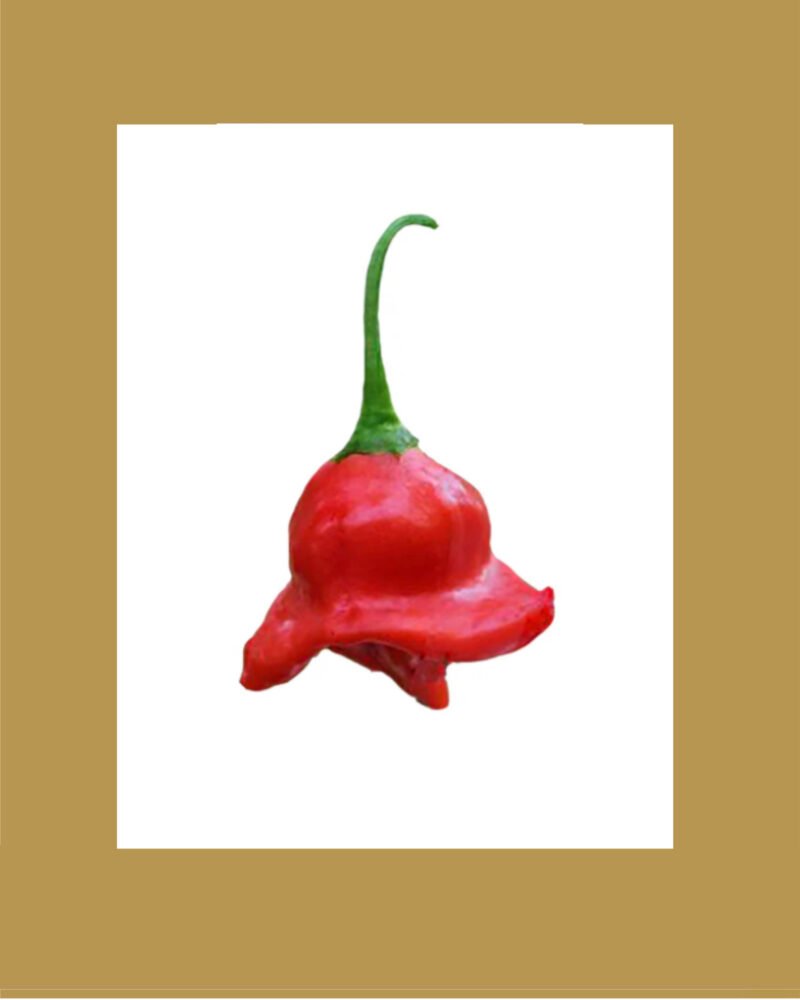 Bishop Crown بذور فلفل حار 🌶️🌶️🌶️