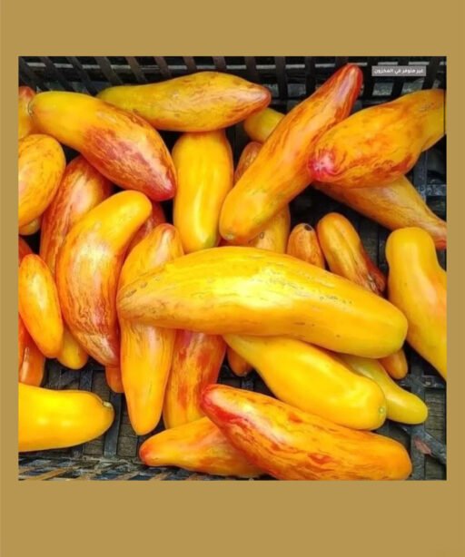 Yellow Tulip بذور طماط
