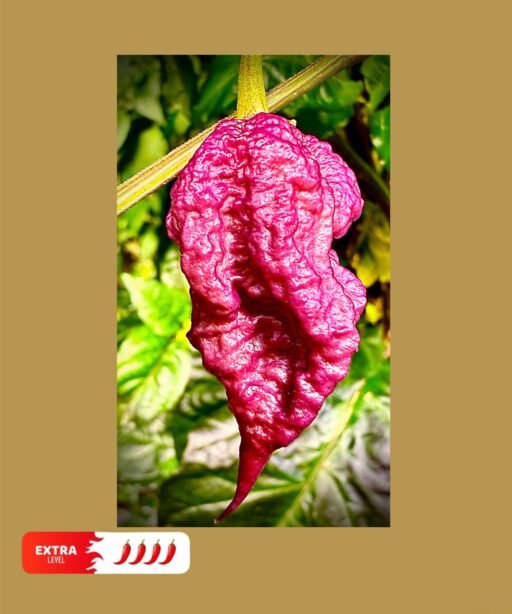 Purple Death F5 شتلة فلفل