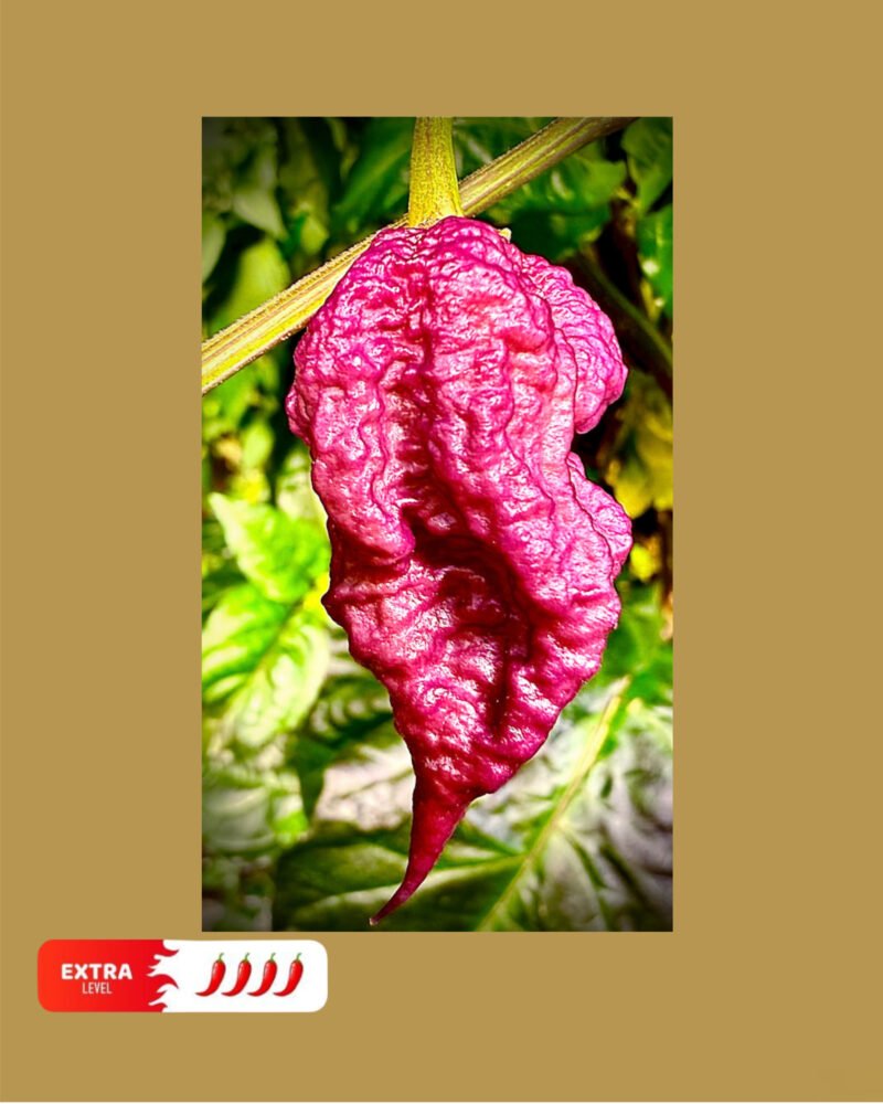 Purple Death F5 شتلة فلفل