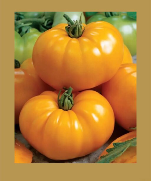 Chef’s Choice Yellow F1 بذور طماط