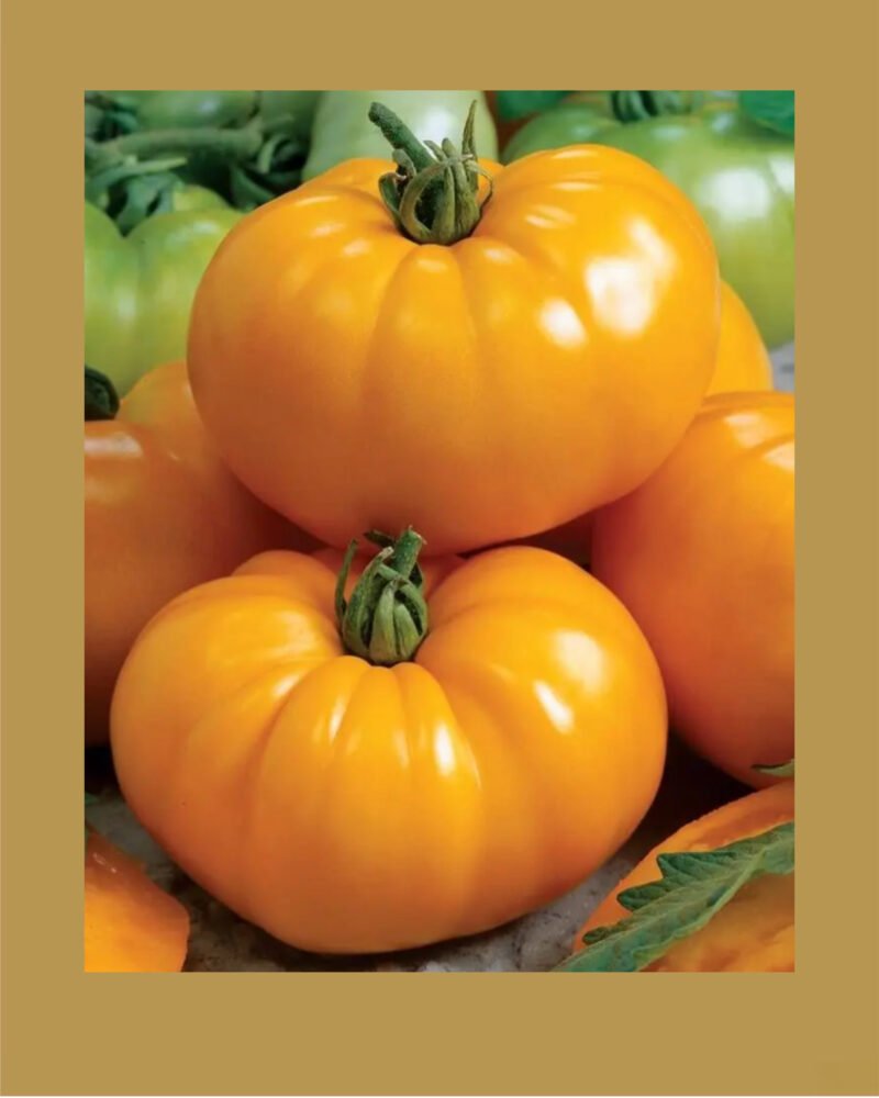 Chef’s Choice Yellow F1 بذور طماط