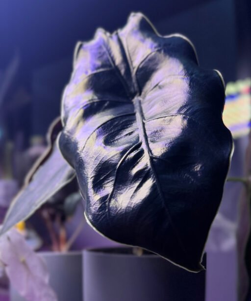 Alternative view of Alocasia AZLANII baby