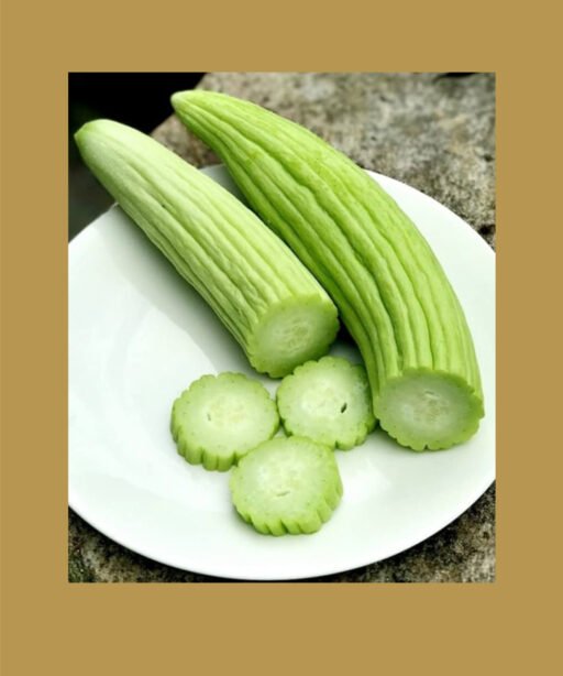 cucumber armenian the duke بذور خيار
