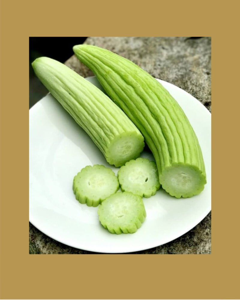 cucumber armenian the duke بذور خيار