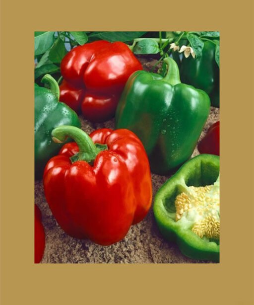 yolo wonder sweet pepper بذور فلفل حلو 🫑