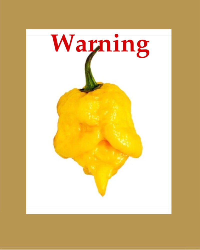 Carolina Reaper Yellow بذور فلفل حار 🌶️🌶️🌶️🌶️