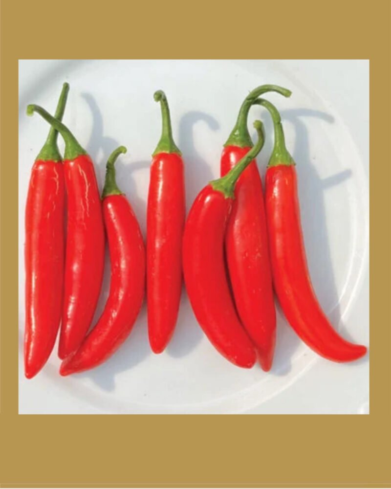 Serrano Tampiqueno بذور فلفل حار 🌶️🌶️🌶️
