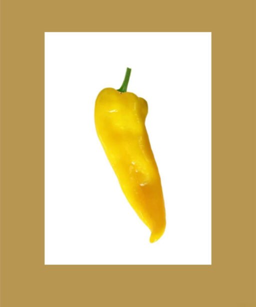 Corno Di Toro Giallo Sweet Yellow بذور فلفل حلو 🫑