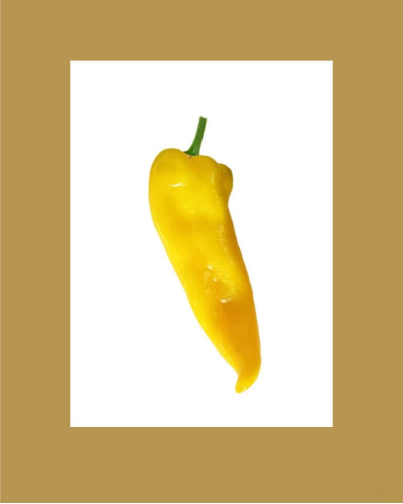 Corno Di Toro Giallo Sweet Yellow بذور فلفل حلو 🫑