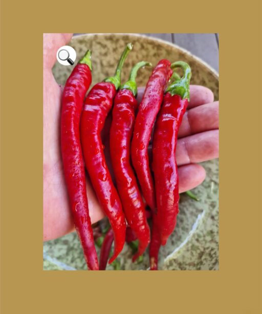 Aci sivri بذور فلفل حار 🌶️🌶️🌶️