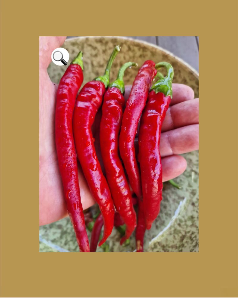 Aci sivri بذور فلفل حار 🌶️🌶️🌶️