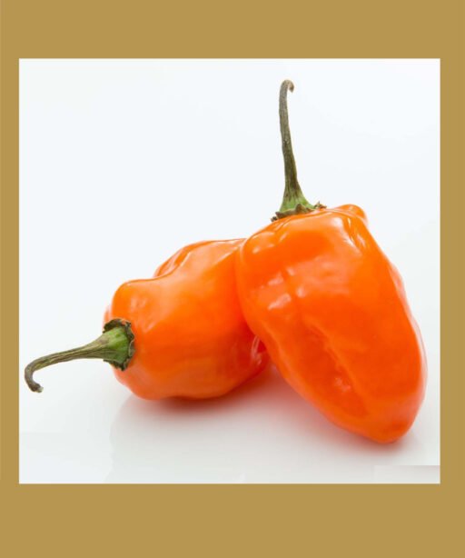 Habanero Orange بذور فلفل حار 🌶️🌶️🌶️