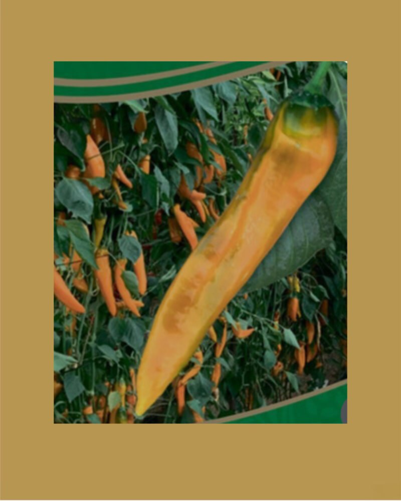 ‎yellow Fence بذور فلفل حلو 🫑