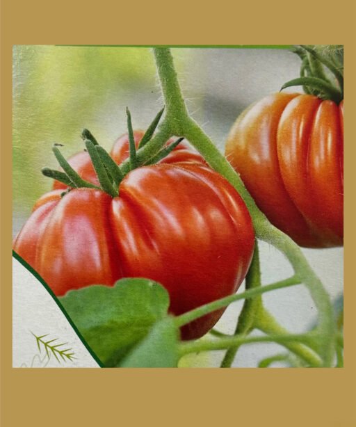 Tomato village بذور طماط