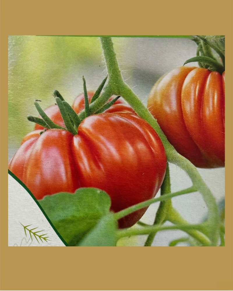 Tomato village بذور طماط