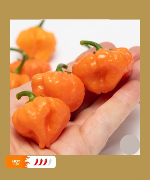 Orange Blob شتلة فلفل