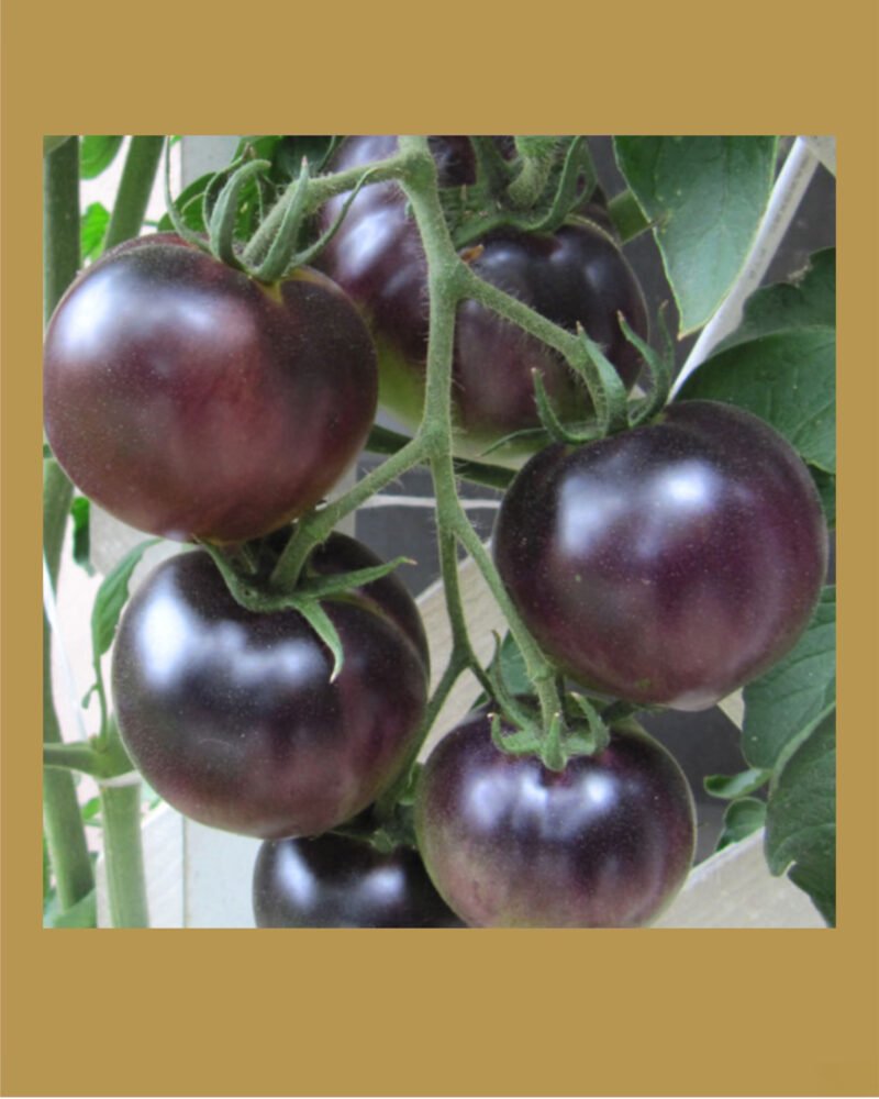 Black Cherry بذور طماط