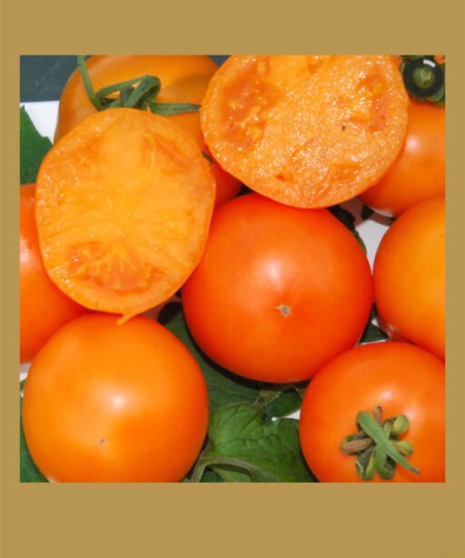 Mandarin Orange بذور طماط