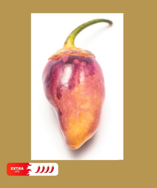 Lavender Peach شتلة فلفل
