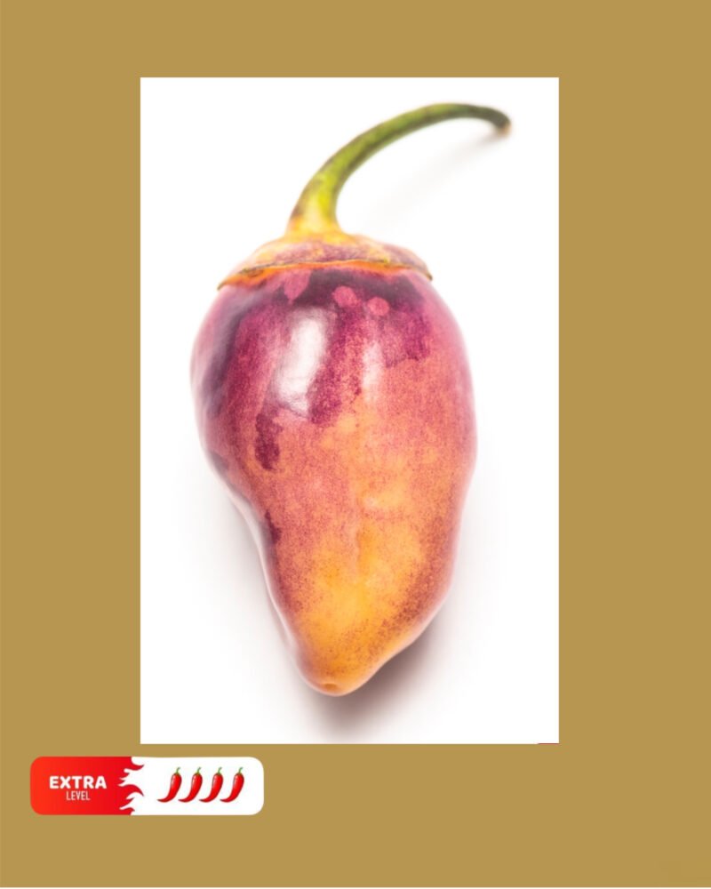 Lavender Peach شتلة فلفل