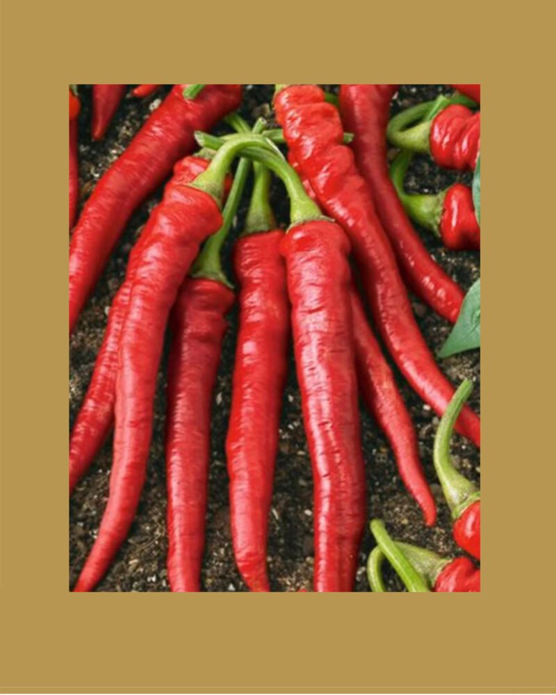 Cayenne Long Slim  بذور فلفل حار🌶️🌶️🌶️
