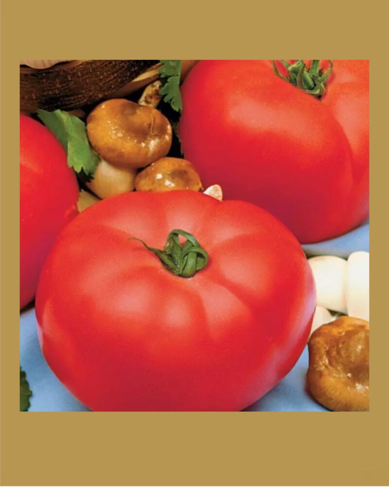 Beefmaster F1  بذور طماط