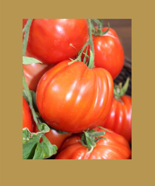 Red pear بذور طماط
