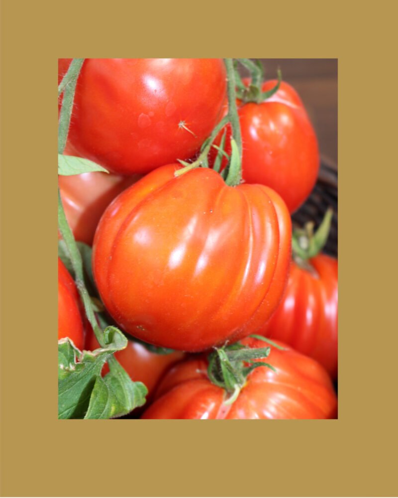 Red pear بذور طماط