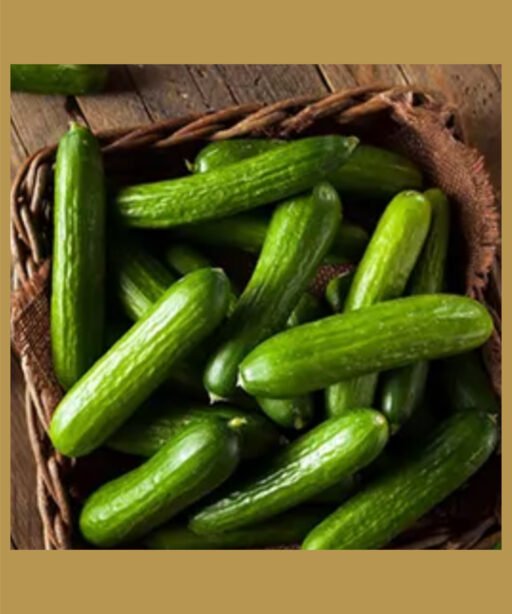 Small cucumber بذور خيار