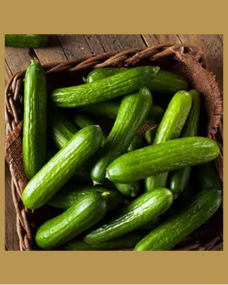 Small cucumber بذور خيار