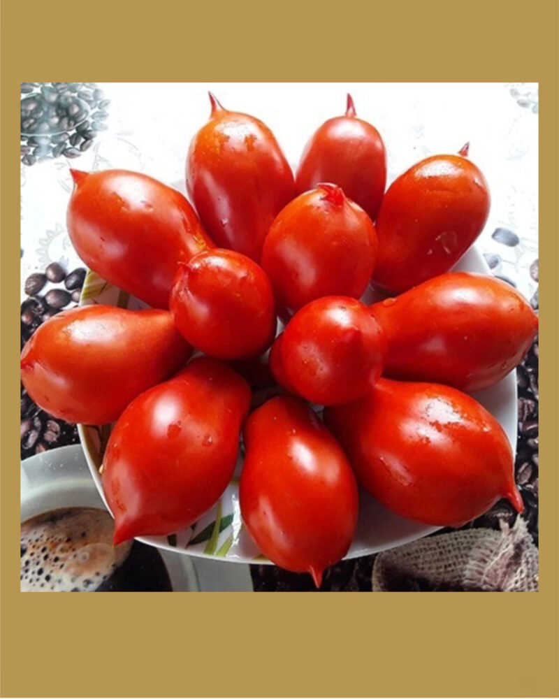 Cimmerian بذور طماط