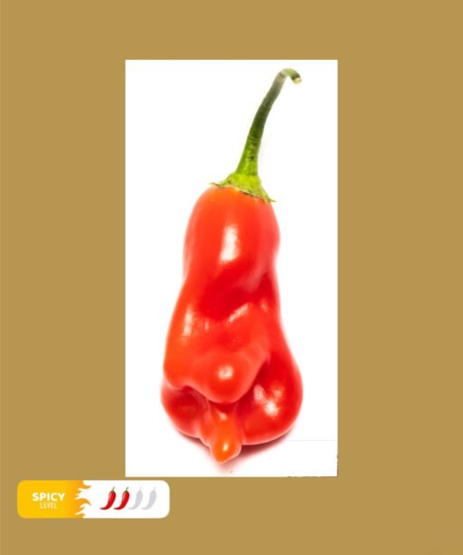 Aji Flor Morado شتلة فلفل